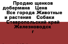 Продаю щенков добермана › Цена ­ 45 000 - Все города Животные и растения » Собаки   . Ставропольский край,Железноводск г.